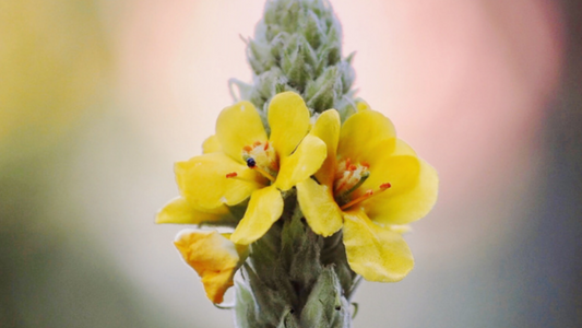 Let Your Star SHINE - Mullein Flower Essence
