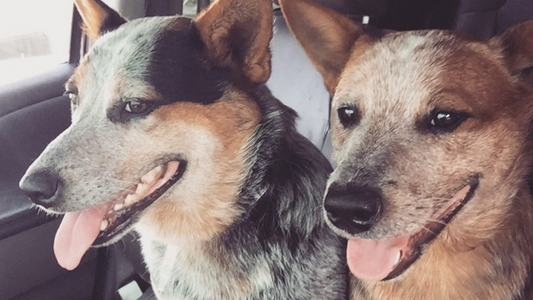 Pet First Aid: Four Herbs We Can't Live Without