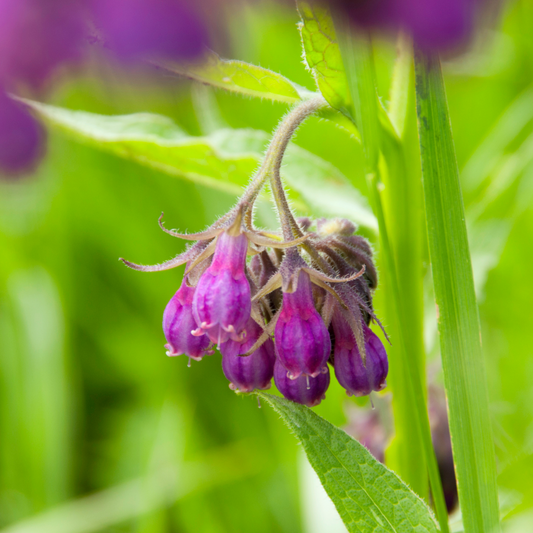 On Comfrey & Scorpio Moons