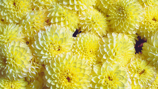 Beauty and Brains: Wellness Benefits of Dahlia Extract