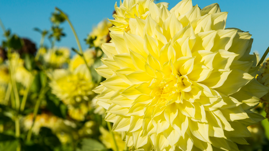 Dahlia for Diabetes? New Research Shows Promising Benefits