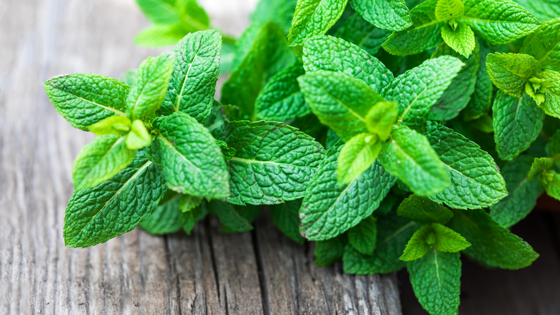 fresh lemon balm ready to go into a tincture jar