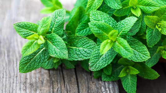 fresh lemon balm ready to go into a tincture jar