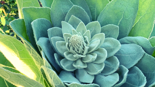 Love Your Lungs with Mullein Leaf