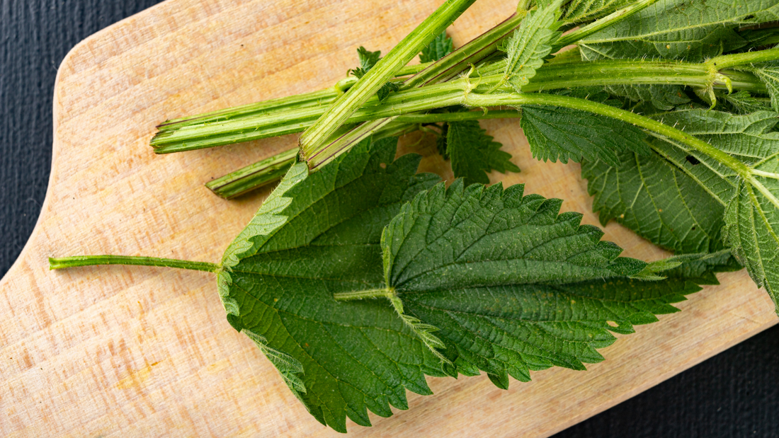 DIY Stinging Nettle Leaf Tincture