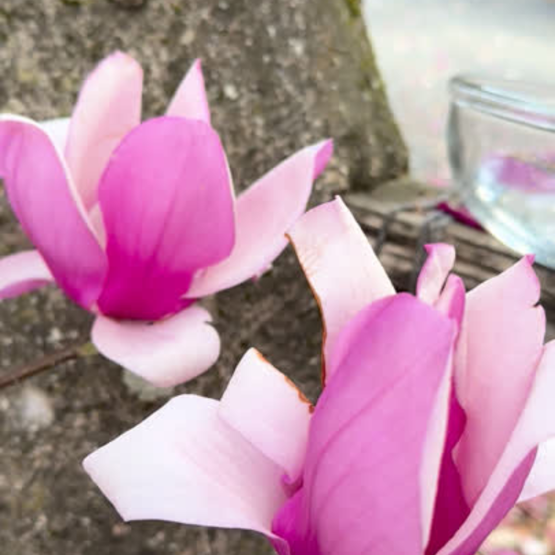 Open Heart: Magnolia Flower Essence