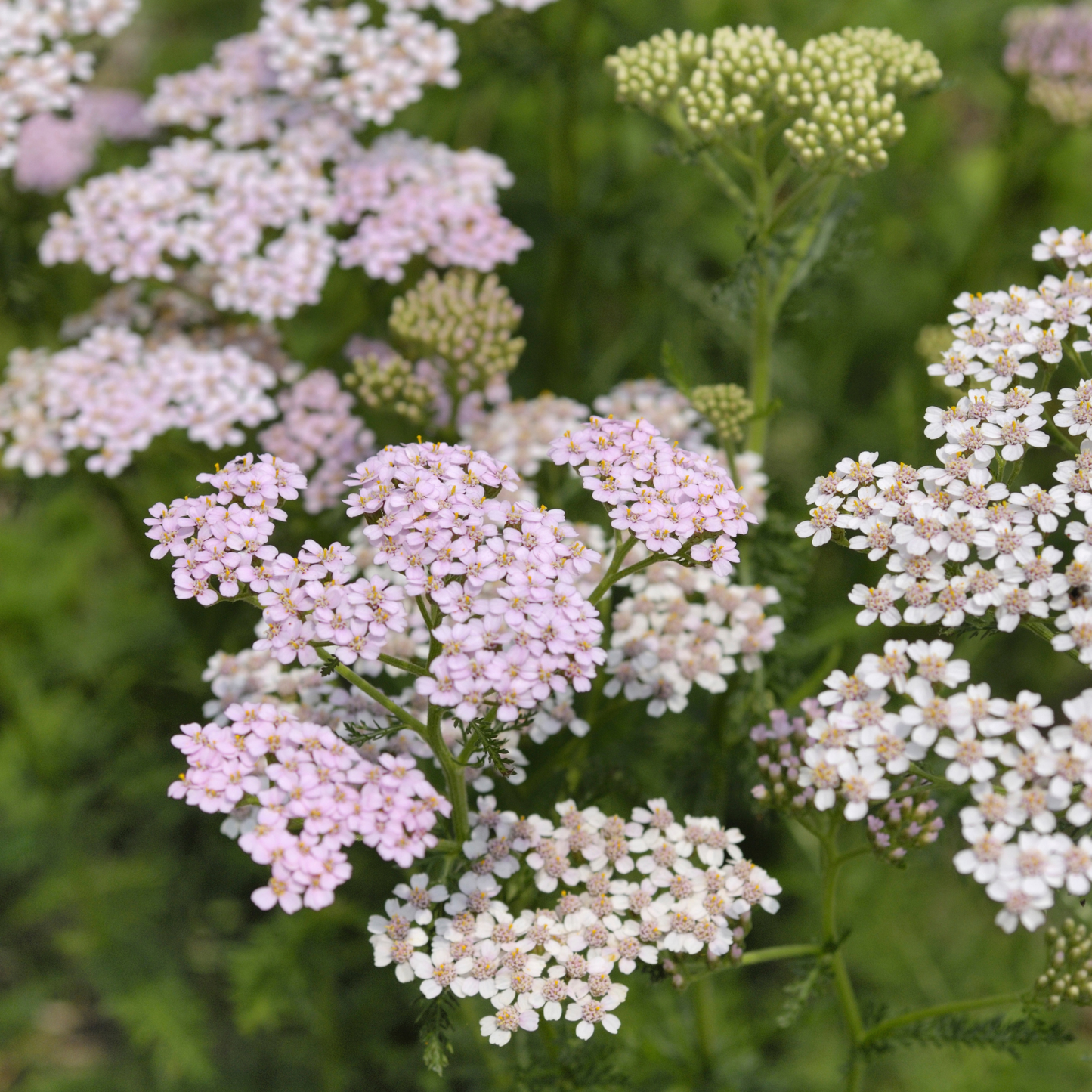 Yarrow Tincture