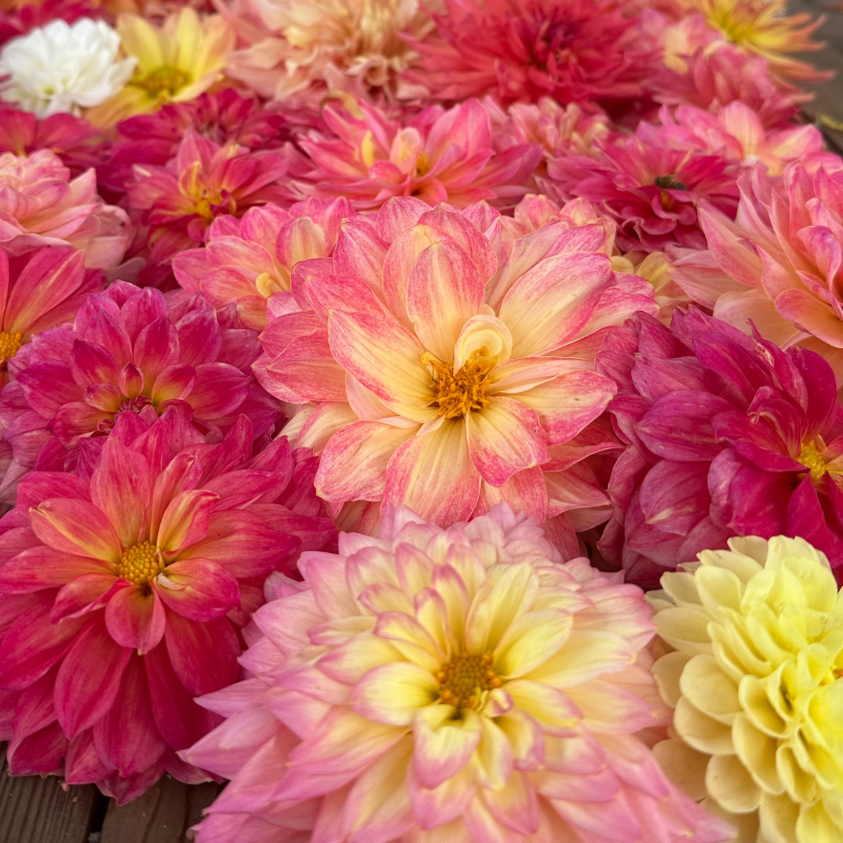 Dahlia Flower Extract