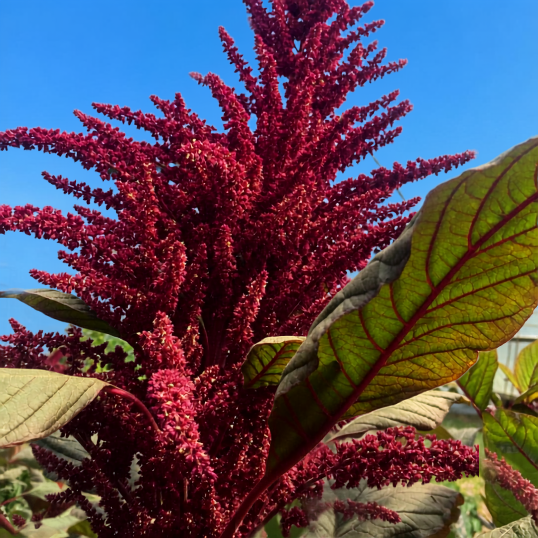 A close-up of a red amaranth plant with deep burgundy flower spikes and green leaves with red veins, set against a clear blue sky.