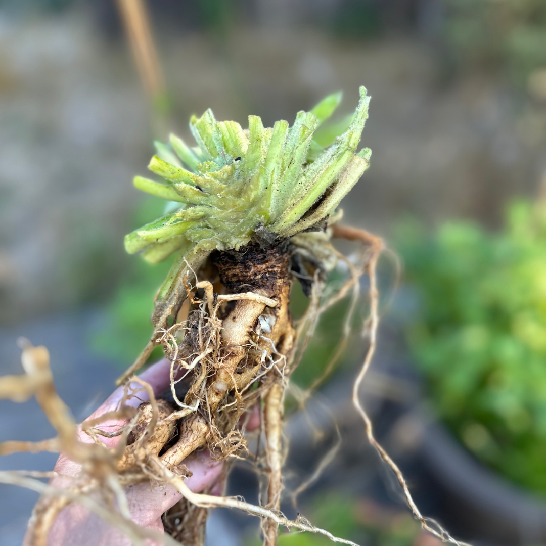 A hand holds a freshly harvested mullein root