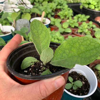 Mullein Seedlings (Verbascum Thapsus): Coming Soon!