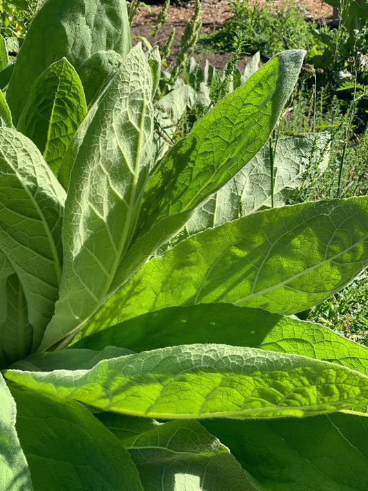 Mullein Leaf