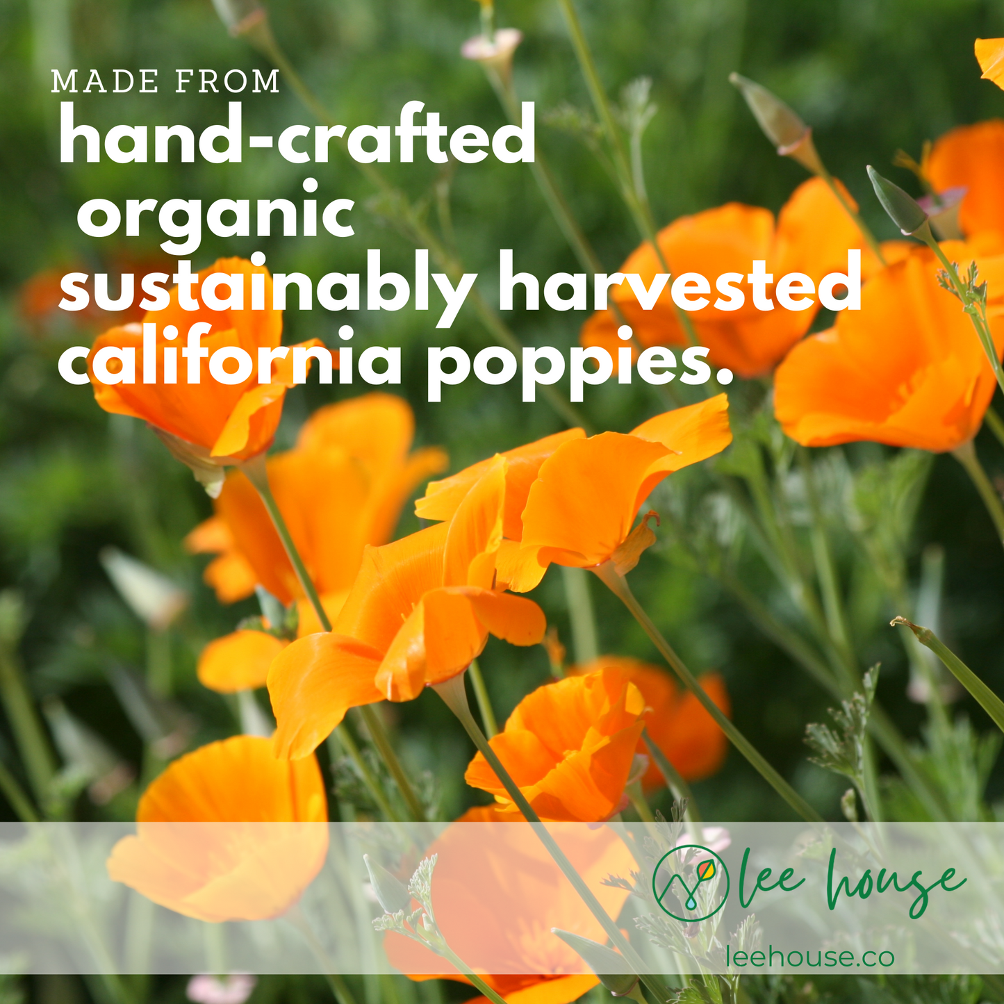 California Poppy Extract