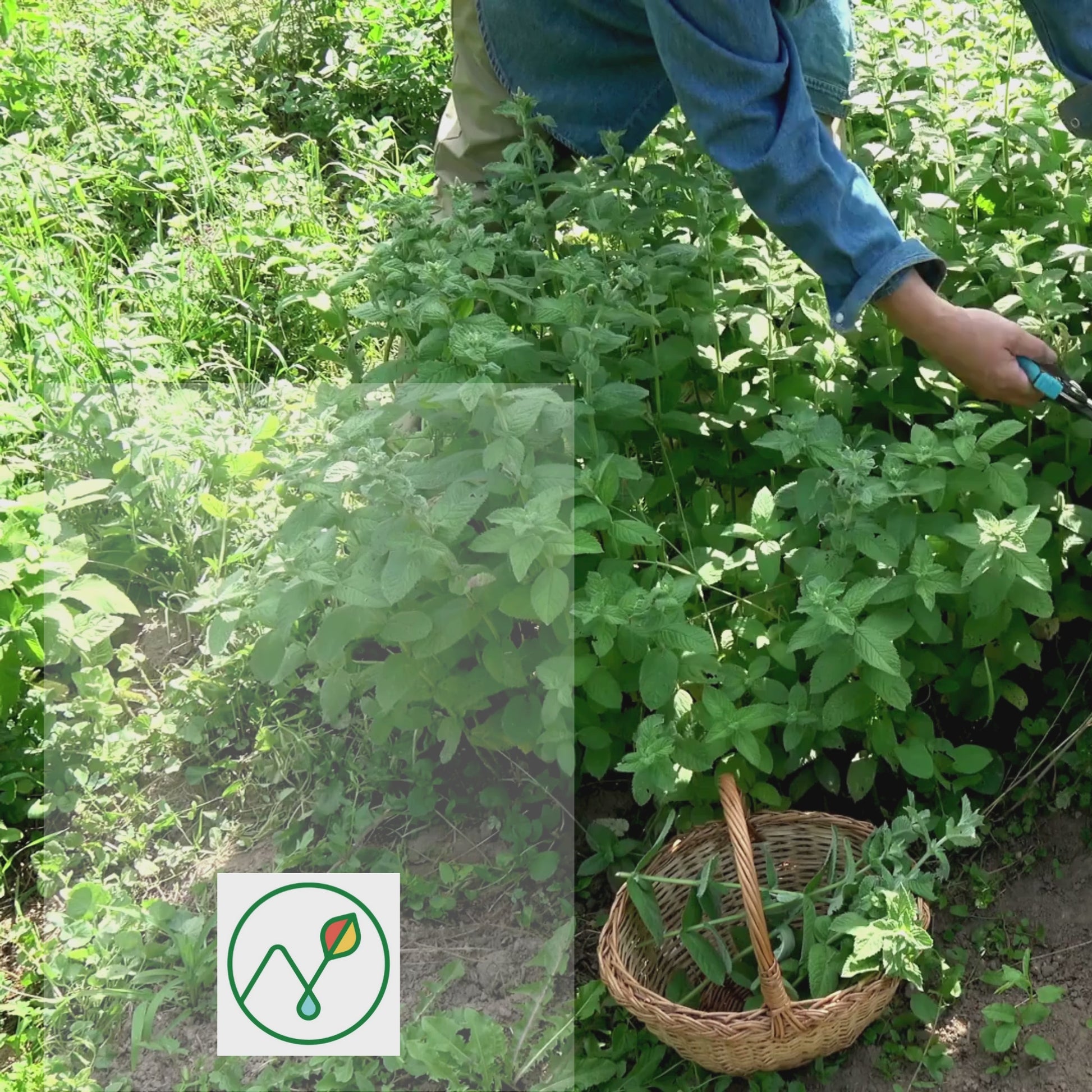 LeeHouse herbal remedies are hand harvested, crafted in small batches. Always organic and made with love. Video depicts a close up of a man harvesting lemon balm into a basket.