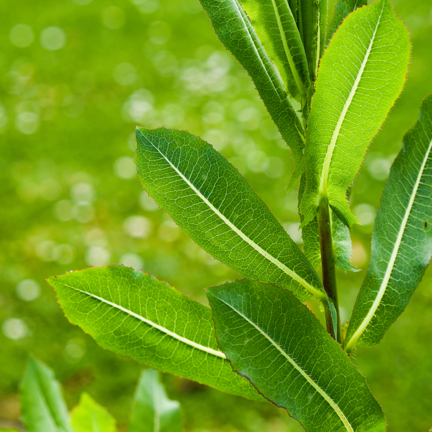 Wild Lettuce Tincture