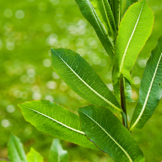 Wild Lettuce Tincture