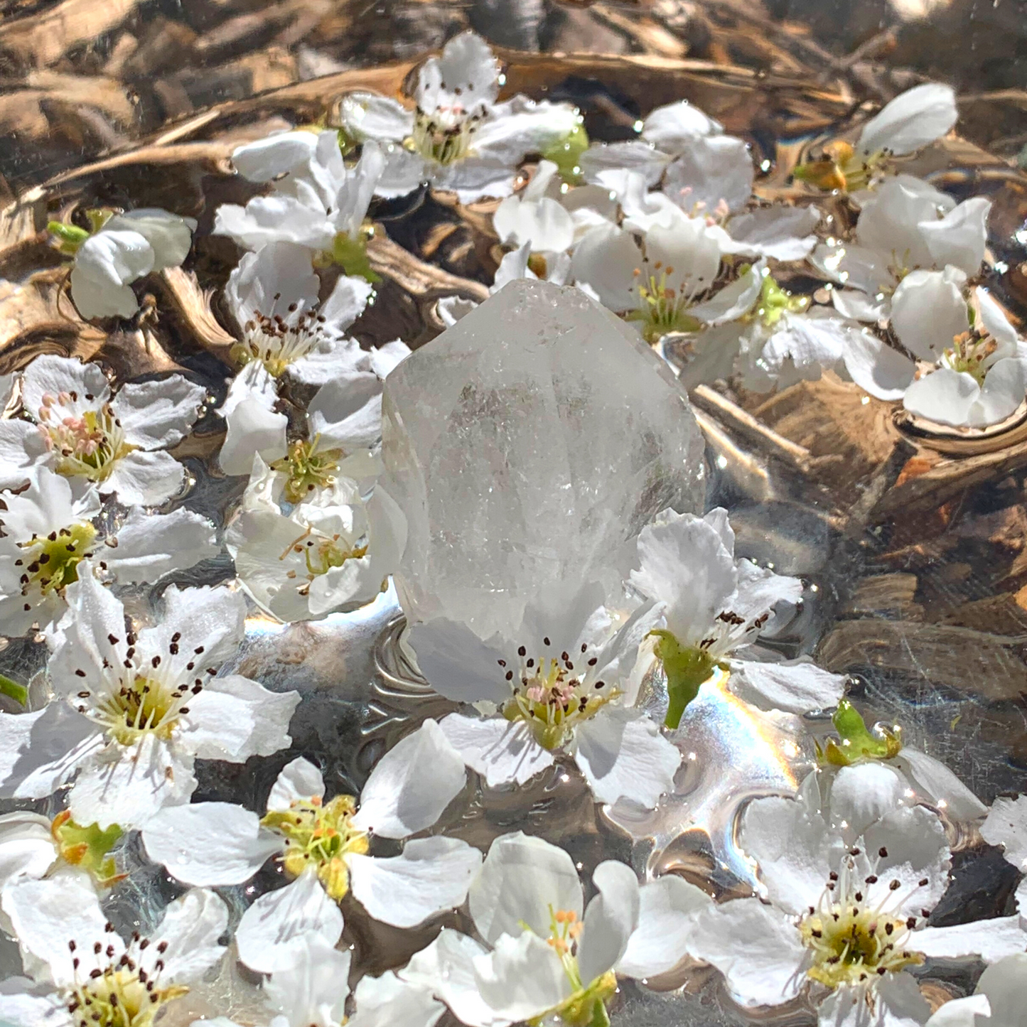 Transcend: Pear Blossom Flower Essence