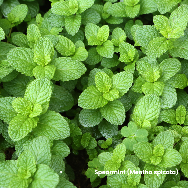 Spearmint
