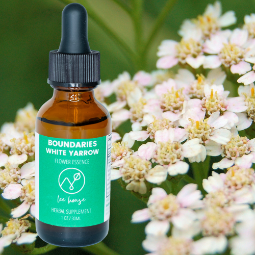 Boundaries: White Yarrow Flower Essence