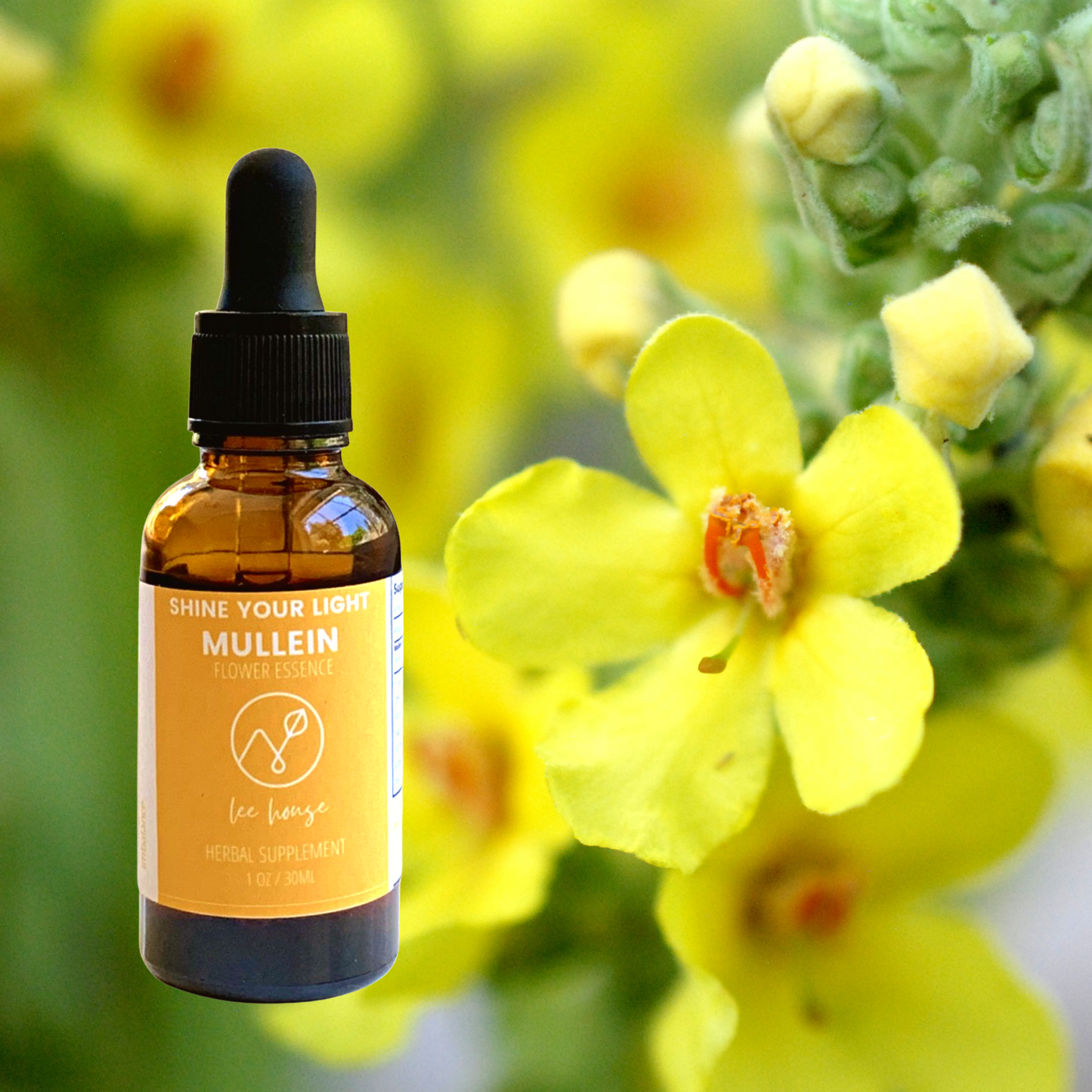 Shine Your Light: Mullein Flower Essence