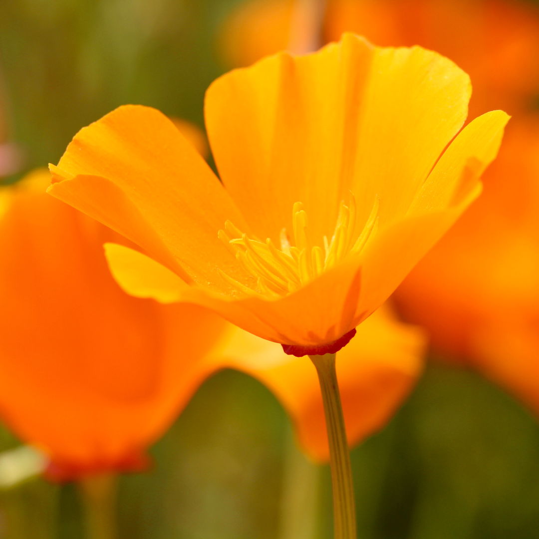 Soul Fire: California Poppy Essence