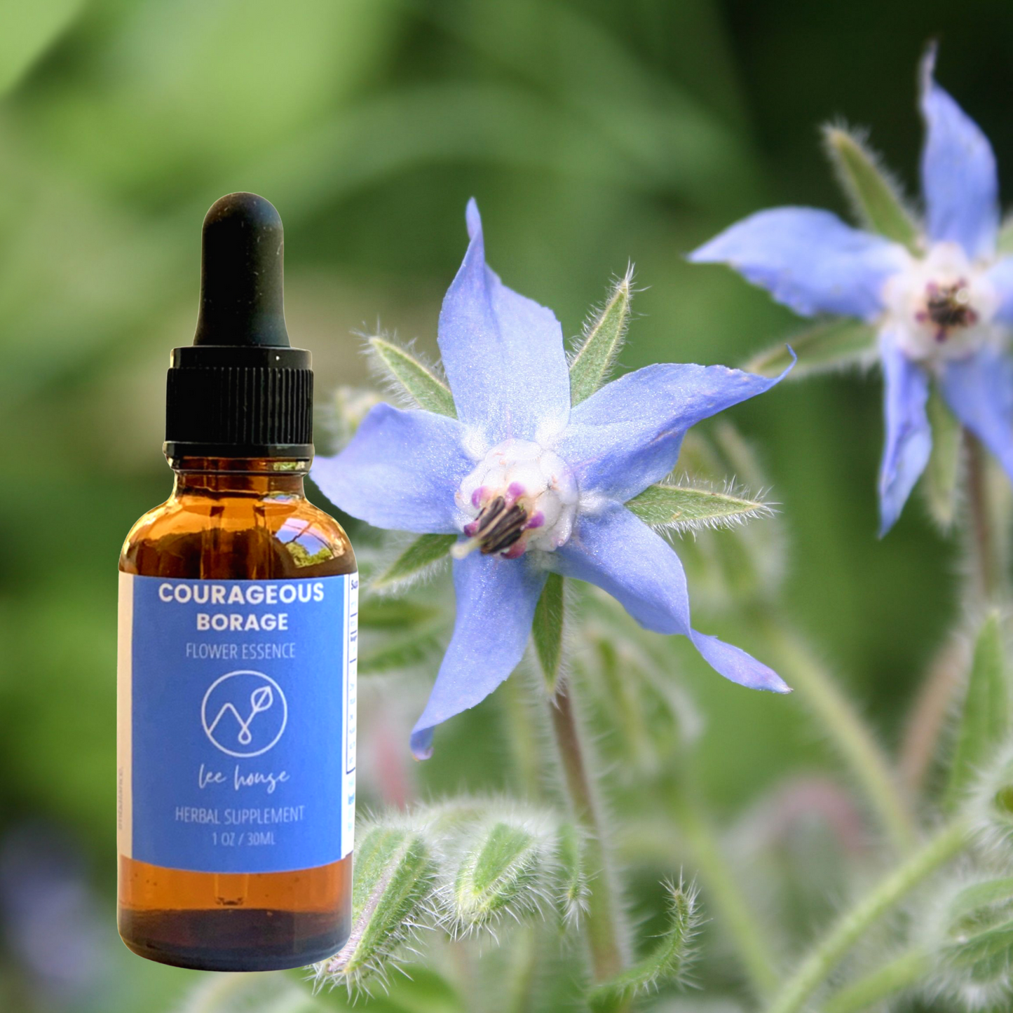 Courageous: Borage Flower Essence