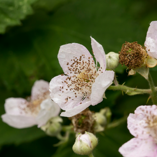 Manifest: Blackberry Flower Essence