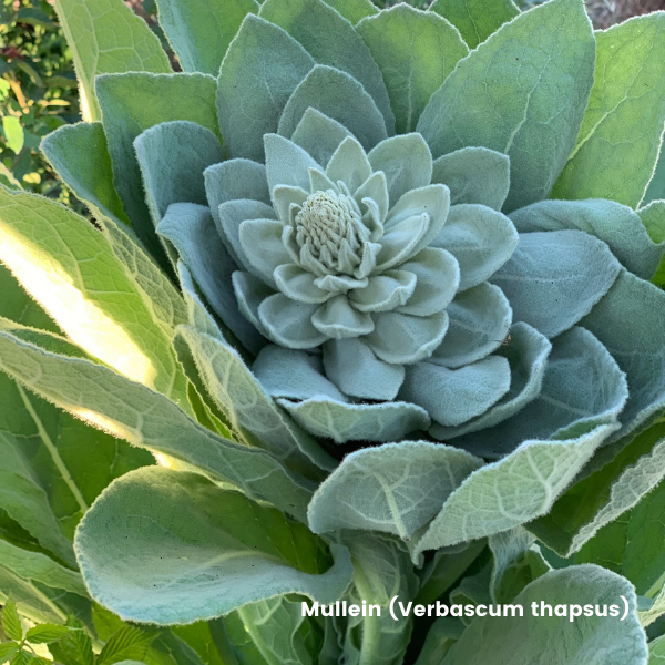 Mullein Leaf Tincture