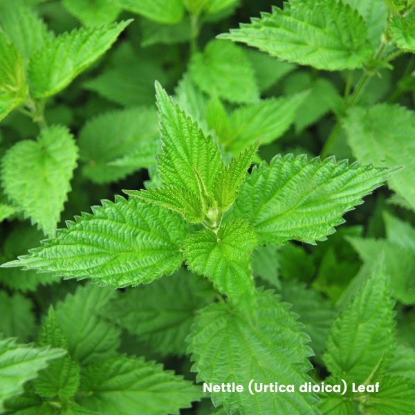 Stinging Nettle (Urtica dioica)