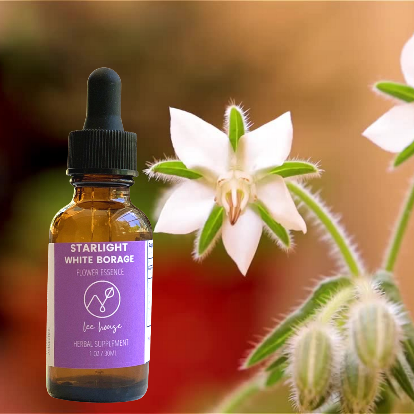 Starlight: White Borage Flower Essence