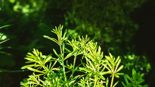 3 Ways to Detox with Cleavers
