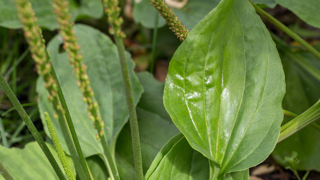 Broadleaf Plantain (Plantago major) Growing Guide