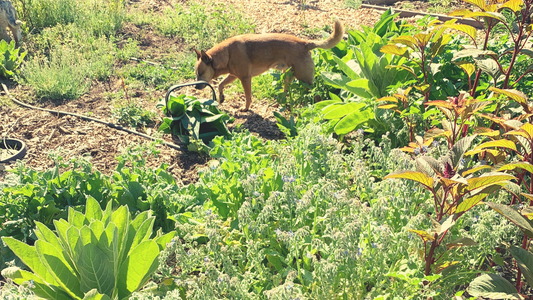 a red australian cattle dog sniffs the herb basket, full of comfrey leaves. The basket is on the ground, surrounded by herbs growing in the gardens at LeeHouse