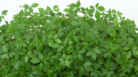 Jiaogulan (Gynostemma Pentaphyllum): The Immortality Herb — What It Is, How to Grow It, and How to Use It