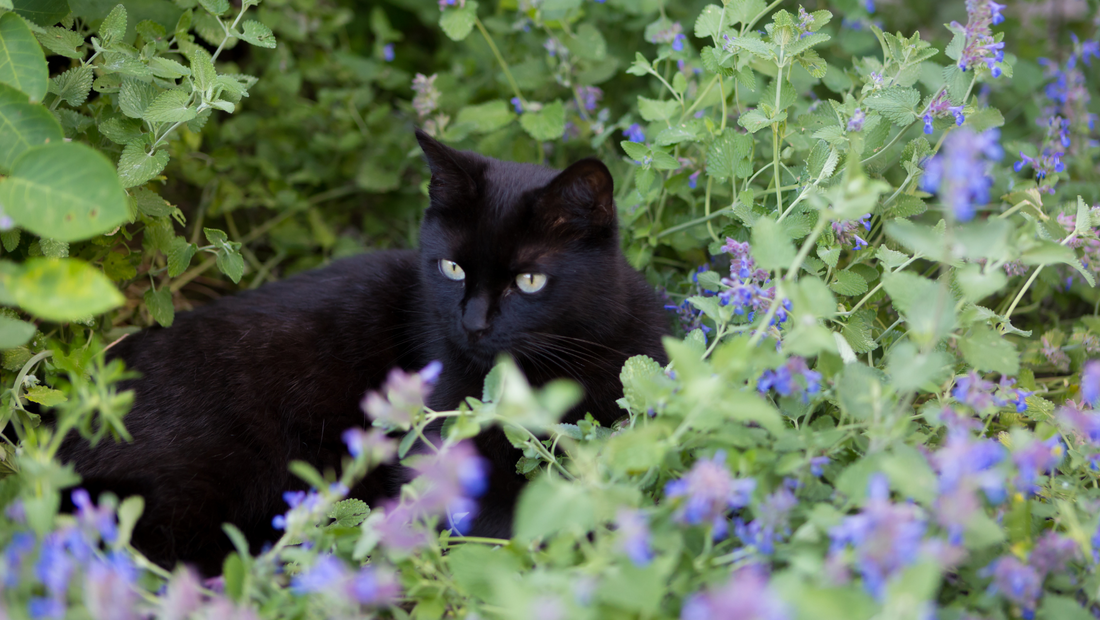 Catnip: How to Grow, Harvest and Use
