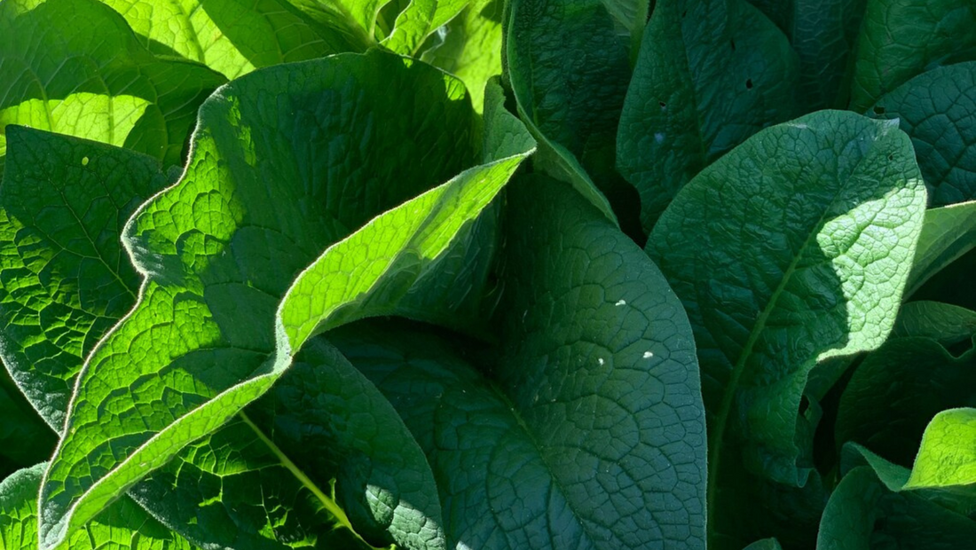 Comfrey: How to Grow, Care for, and Use this Versatile Power Plant