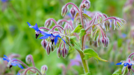 Borage: How to Grow, Care for, and Use this Pollinator's Delight
