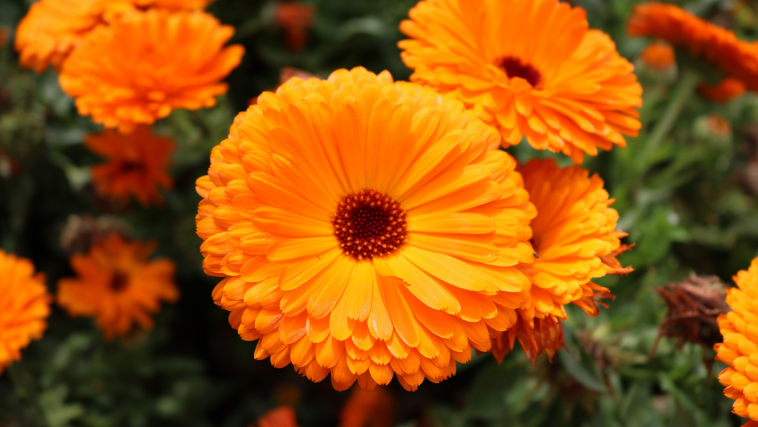 Calendula: How to Grow, Care For, and Use this Flowering Herb