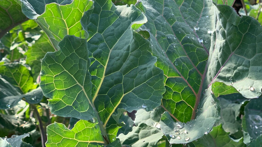 Perennial Purple Tree Collards: How to Grow and Care for these Perennial Brassicas