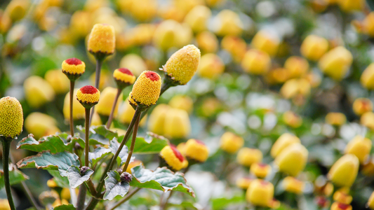 Spilanthes, the "Toothache Plant" - How to Grow, Care for and Use this Unique Herb
