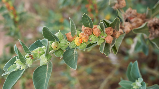 Ashwagandha: How to Grow, Care for, and Use this Powerful Adaptogen