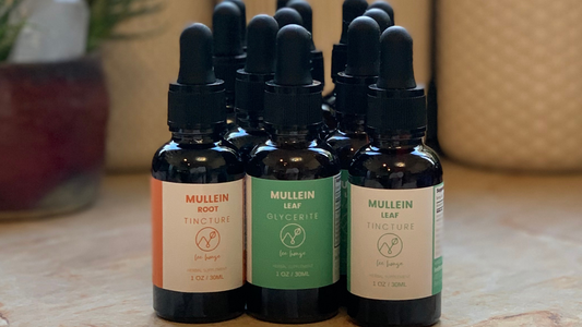 Mullein Tinctures and Glycerites - For Your Health!