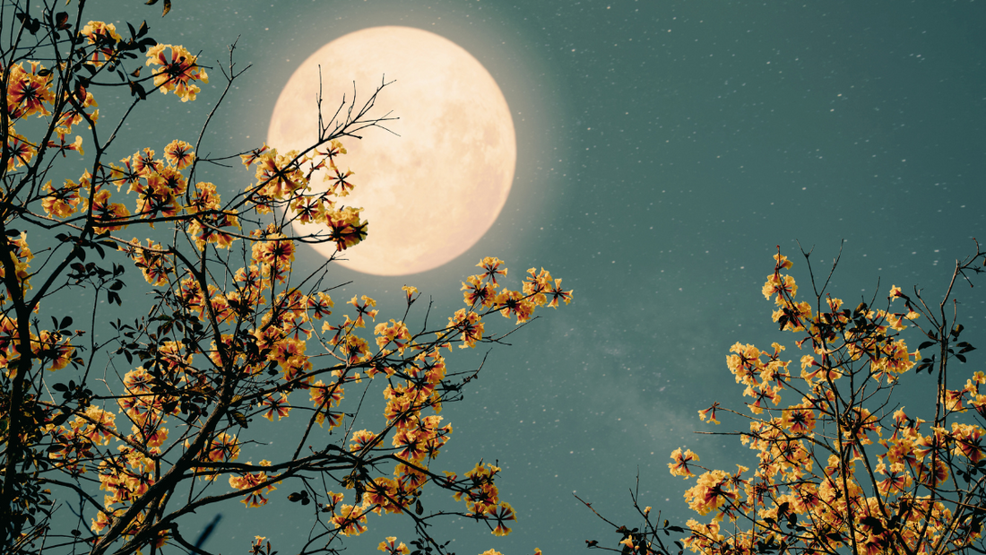 Finding Balance with Herbs for the Full Moon in Libra