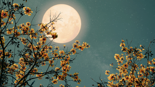 Finding Balance with Herbs for the Full Moon in Libra