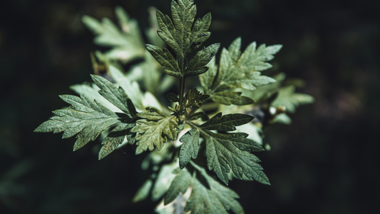 Mugwort: How to Grow, Care for, and Use the Dream Plant