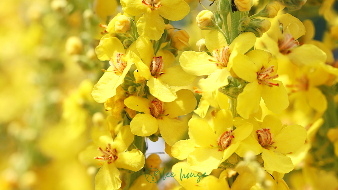 Mulch in Love with Mullein: A Star of the Sustainable Garden