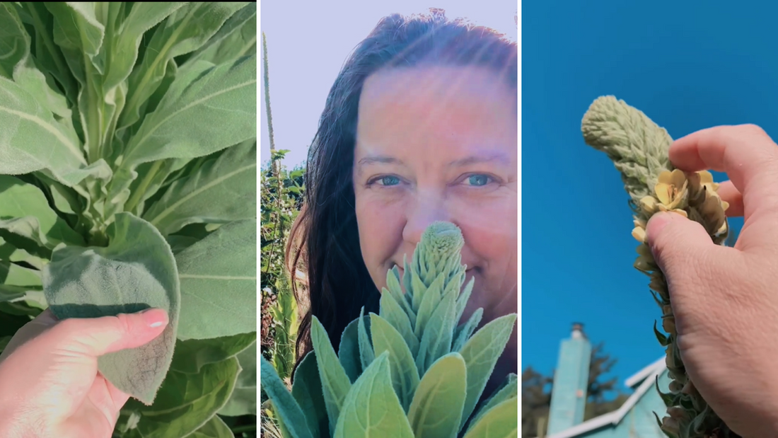 Six Ways with Mullein: Explore the Healing Powers of Verbascum Thapsis