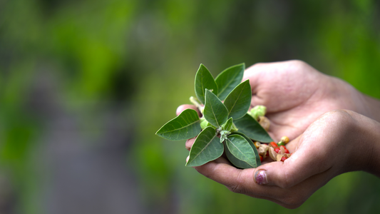 Rooted in Wellness: The Allure of Ashwagandha