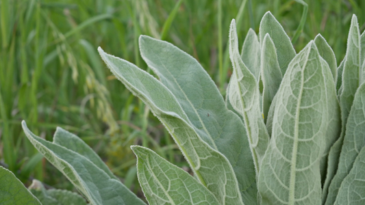 Breathe Easy with Mullein Leaf Tea and Extract