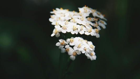 yarrow for boundaries and protection